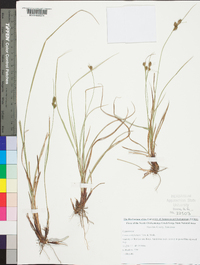 Carex complanata image