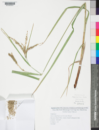 Carex crinita var. brevicrinis image