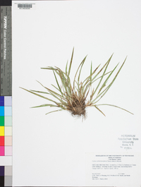 Carex cumberlandensis image