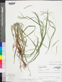 Carex debilis var. debilis image