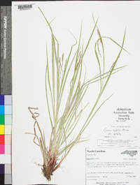 Carex debilis var. debilis image