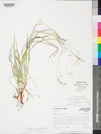 Carex flexuosa image