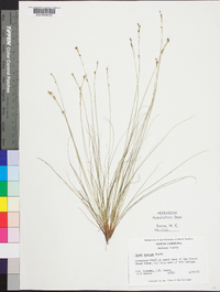 Carex eburnea image