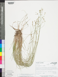 Carex echinata image