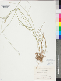 Carex festucacea image