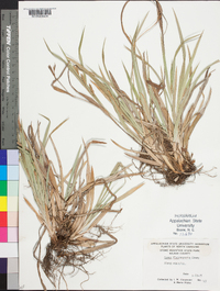 Carex flaccosperma image