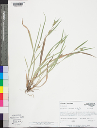 Carex glaucodea image