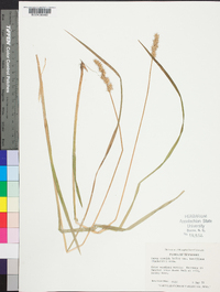 Carex gravida var. lunelliana image