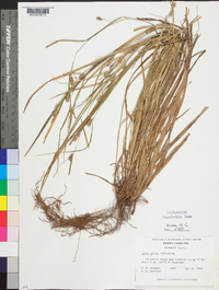 Carex grisea image