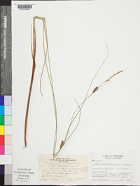 Carex lasiocarpa image