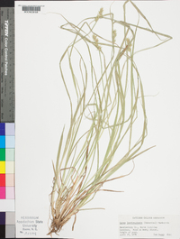 Carex laevivaginata image