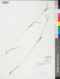 Carex leptonervia image