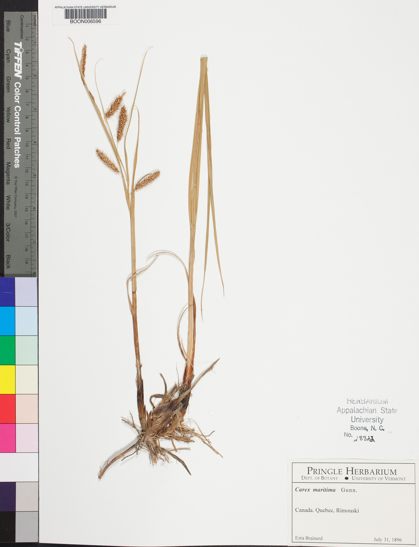 Carex maritima image