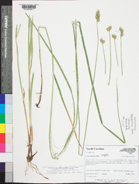 Carex normalis image