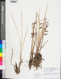 Carex paleacea image