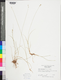 Carex retroflexa image