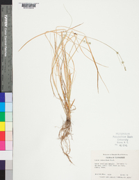 Carex retroflexa image