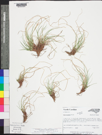 Carex reznicekii image