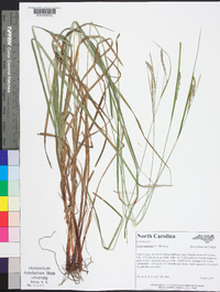 Carex roanensis image