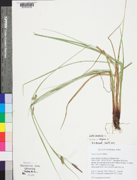 Carex saxatilis image