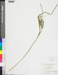 Carex scabrata image