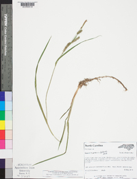 Carex scabrata image