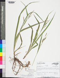 Carex scabrata image