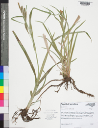 Carex scabrata image