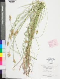 Carex scoparia var. scoparia image