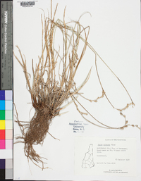 Carex silicea image