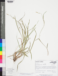 Carex styloflexa image