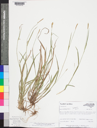 Carex styloflexa image