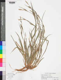 Carex styloflexa image