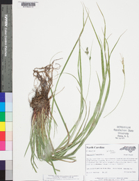 Carex swanii image