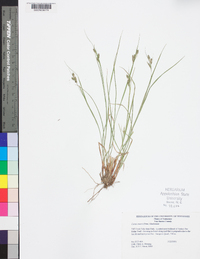 Carex swanii image