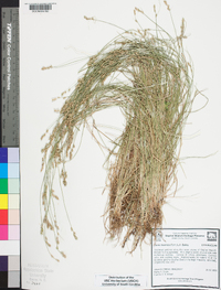 Carex texensis image