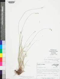 Carex retroflexa image