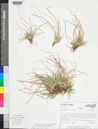 Carex tonsa image