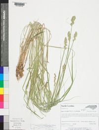 Carex tribuloides var. tribuloides image