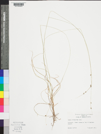 Carex trisperma image