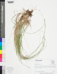 Carex trisperma image