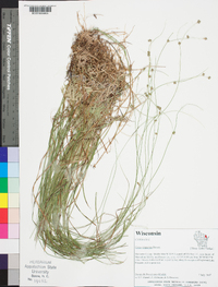 Carex trisperma image