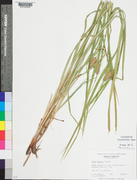 Carex typhina image