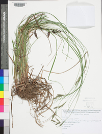 Carex virescens image