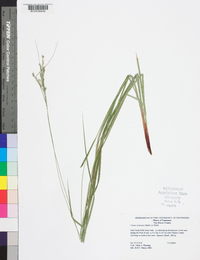 Carex virescens image