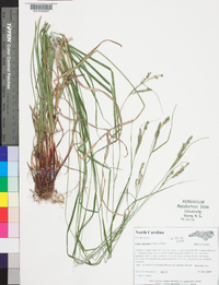 Carex virescens image