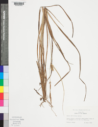 Carex walteriana image