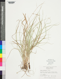 Carex willdenowii image