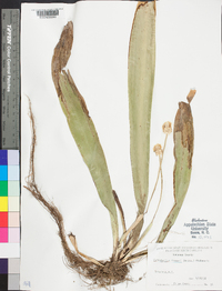 Carex fraseriana image