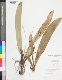 Carex fraseriana image